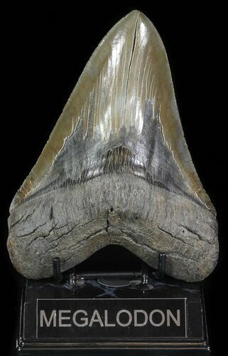 Huge, Megalodon Tooth - Serrated Blade #64772